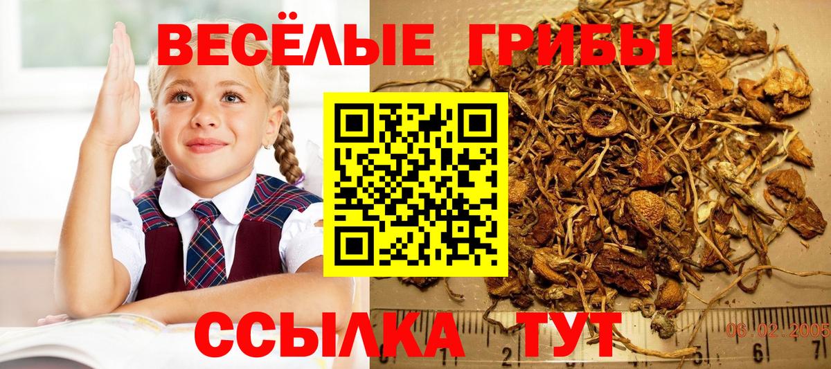 Псилоцибиновые грибы Cubensis Тавда